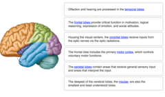 Complete each sentence describing the structures and functions of the cerebrum.