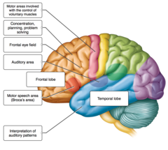 Label the indicated lobes of the cerebrum and the functional areas of the cerebral cortex.