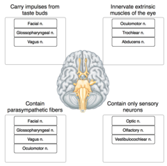 Place each cranial nerve label in the appropriate category, describing its function.
