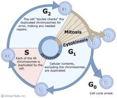 The mitotic phase
