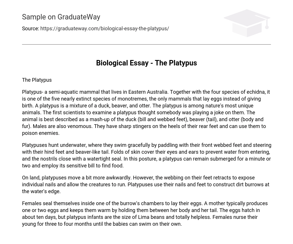 Biological Essay – The Platypus