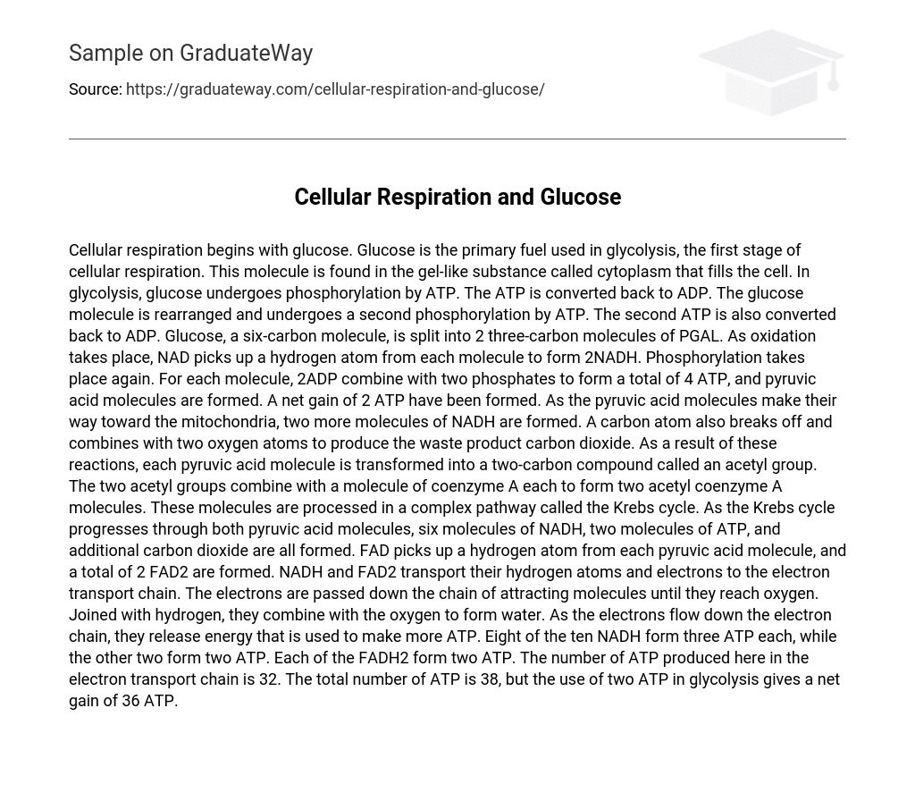 Cellular Respiration and Glucose