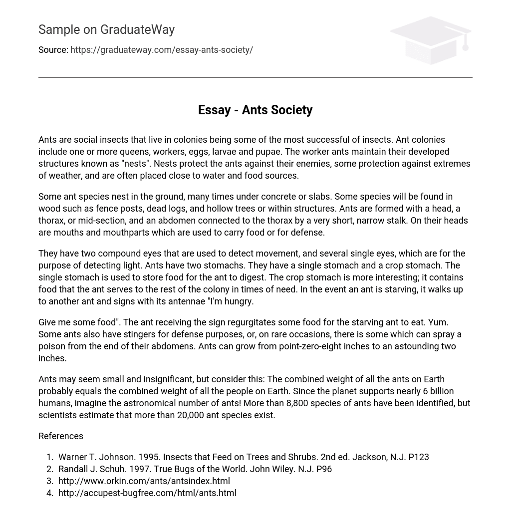 Essay – Ants Society