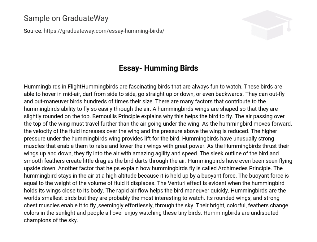 Essay- Humming Birds