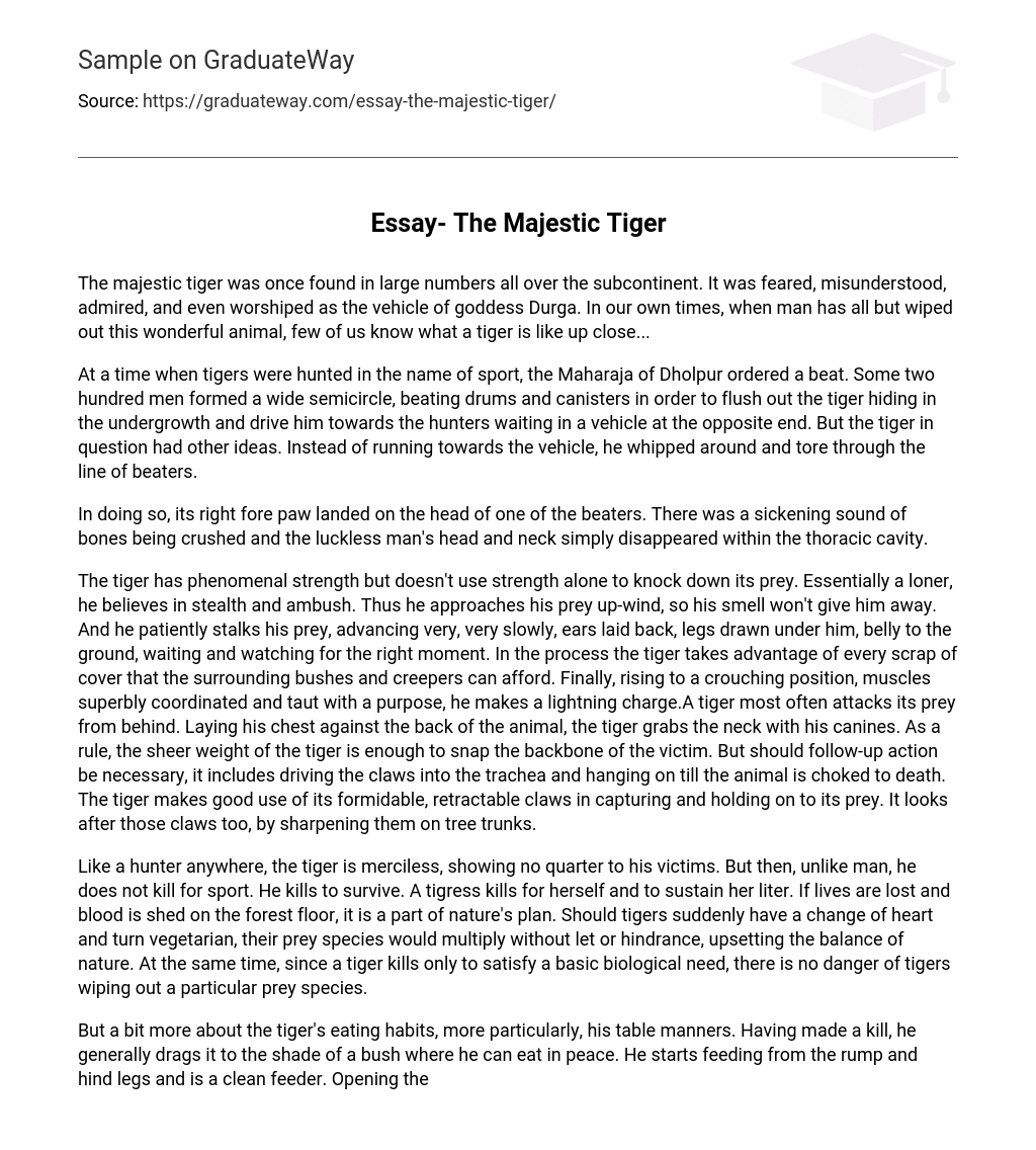 Essay- The Majestic Tiger