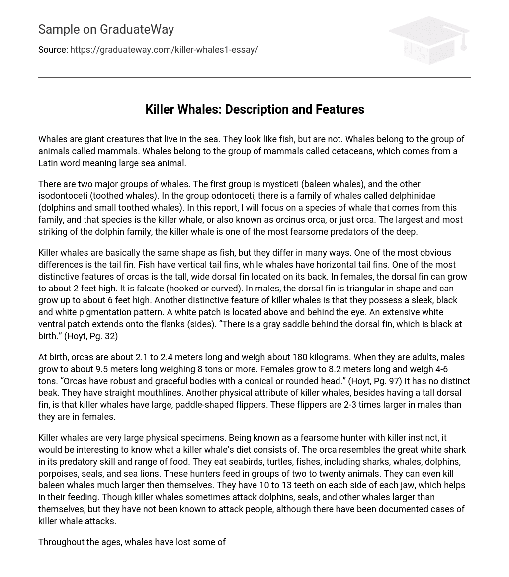 Killer Whales: Description and Features