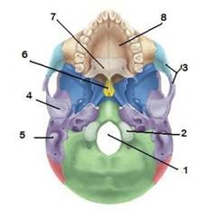 occipital condyle
