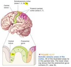 Chapter 12: The Somatic Sensory System Example | GraduateWay