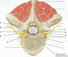 Chapter 12 - The spinal cord Example | Graduateway