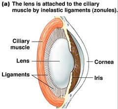 ciliary muscle