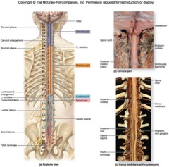 conus medullaris