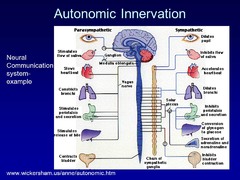 Describe, in general, the organization of the autonomic innervation in terms of Parasympathetic & Sympathetic