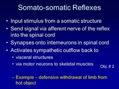 Describe the Somato-somatic reflex