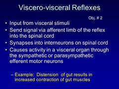 Describe the Viscero-visceral reflex