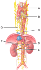 E) renal plexus