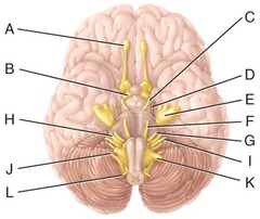 E) trigeminal nerve