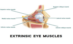 extrinsic eye muscles