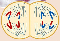 his animation illustrates the events of _____. anaphase I anaphase II prophase II interphase telophase I and cytokinesis