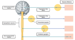 Label the general pattern of neurons and neurotransmitters associated with the autonomic nervous system.