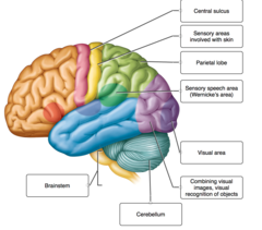 Label the indicated brain structures, cerebral lobes, and functional areas of the cerebral cortex.