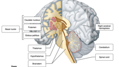 Label the internal structures of the cerebrum and other major parts of the brain.