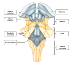 Label the posterior view of the brainstem.