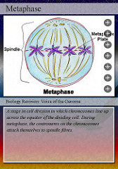 Metaphase (3 points)
