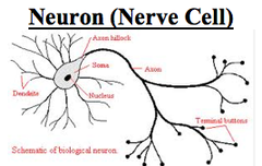 neuron (nerve cell)