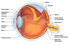 part of eyeball