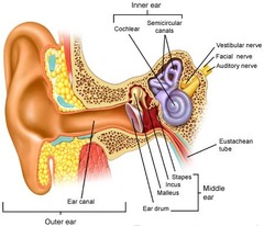 parts of ear