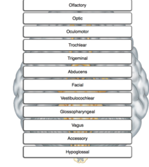 Place cranial nerves in numerical order, beginning with cranial nerve (CN) I.