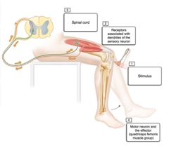 Place in order the structures and/or events associated with the patellar reflex.