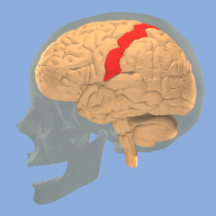 post-central gyrus
