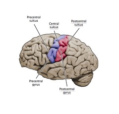 pre-central gyrus