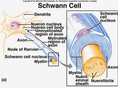 Schwann cells