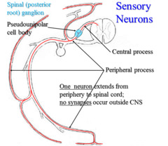 sensory/afferent