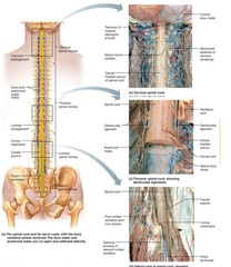 Chapter 12 - The spinal cord Example | Graduateway