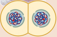 This animation illustrates the events of _____. prophase I telophase II and cytokinesis anaphase II prophase II telophase I and cytokinesis