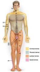 This figure shows a dermatome map. A patient with no sensation in the left thumb would probably have a nerve damaged in