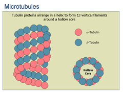 Tubulin subunits
