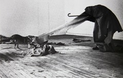 In Joseph Beuys's Coyote, I Like America and America Likes Me, the artist: