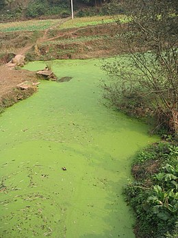 Essays on Eutrophication