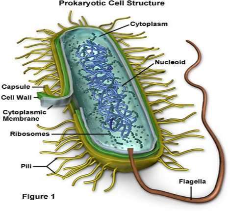 E:procaryote.jpg
