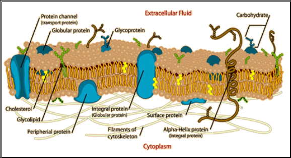 http://hyperphysics.phy-astr.gsu.edu/hbase/biology/imgbio/celmem.gif