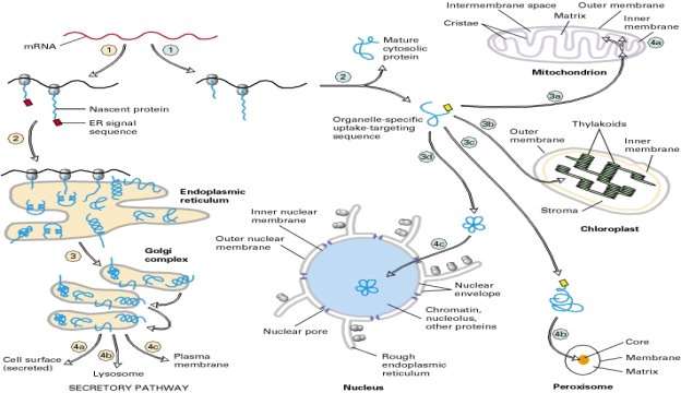 Figure 17-1. Overview of sorting of nuclear-encoded proteins in eukaryotic cells.