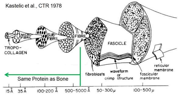 http://www.iupui.edu/~bbml/Figures/tendonhierarchy.jpg