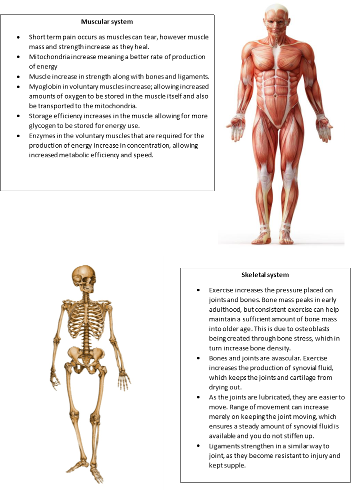 An Overview of the Human Body Example | Graduateway